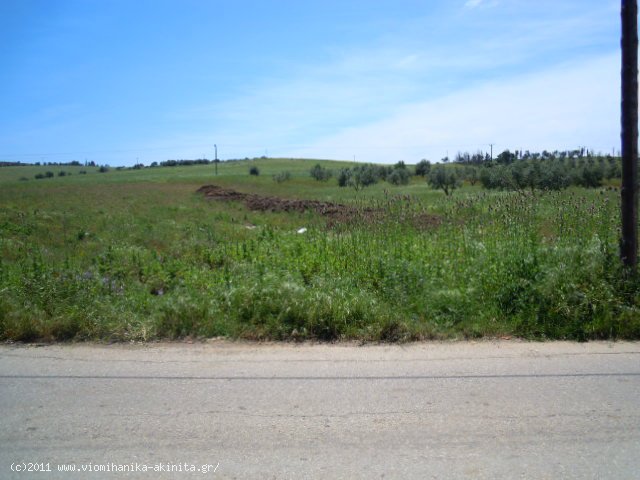 Θηβα Εκταση 350 στρεμ. - Κωδ. 337 — Φωτογραφία 10