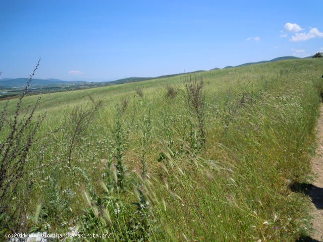 Θηβα Εκταση 350 στρεμ. - Κωδ. 337 — Φωτογραφία 3