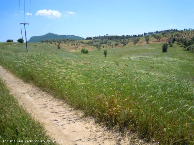 Θηβα Εκταση 350 στρεμ. - Κωδ. 337 — Φωτογραφία 4