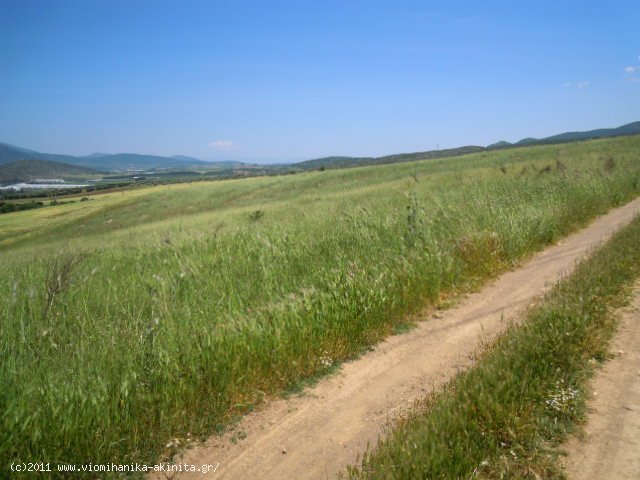 Θηβα Εκταση 350 στρεμ. - Κωδ. 337 — Φωτογραφία 5