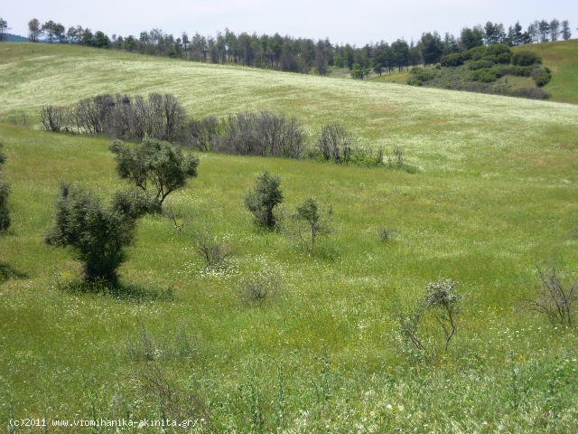 Θηβα Εκταση 350 στρεμ. - Κωδ. 337 — Φωτογραφία 6