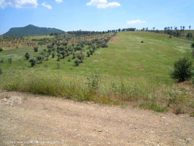 Θηβα Εκταση 350 στρεμ. - Κωδ. 337 — Φωτογραφία 7