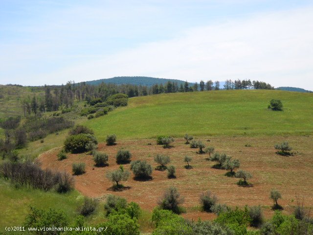 Θηβα Εκταση 350 στρεμ. - Κωδ. 337 — Φωτογραφία 8
