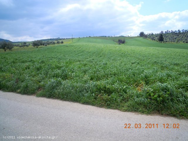 Θηβα Εκταση 67,5 Στρεμ. - Κωδ. 345 — Φωτογραφία 2