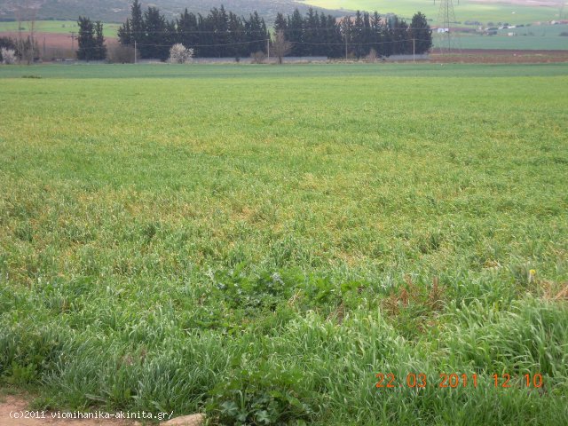 Θηβα Βιομηχανικη Εκταση 9 στρεμ. - Κωδ. 346 — Φωτογραφία 2