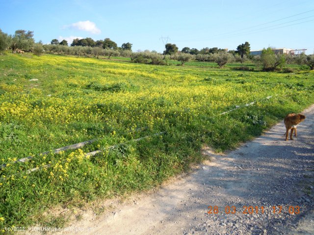 Οινοφυτα Βιομηχανικη Εκταση 100 Στρεμ. - Κωδ. 353 — Φωτογραφία 3