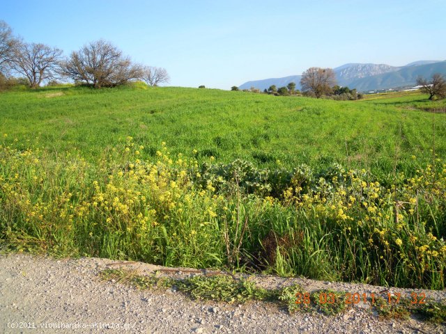 Οινοφυτα Βιομηχανικη Εκταση 7,3 Στρεμ. - Κωδ. 357 — Φωτογραφία 2