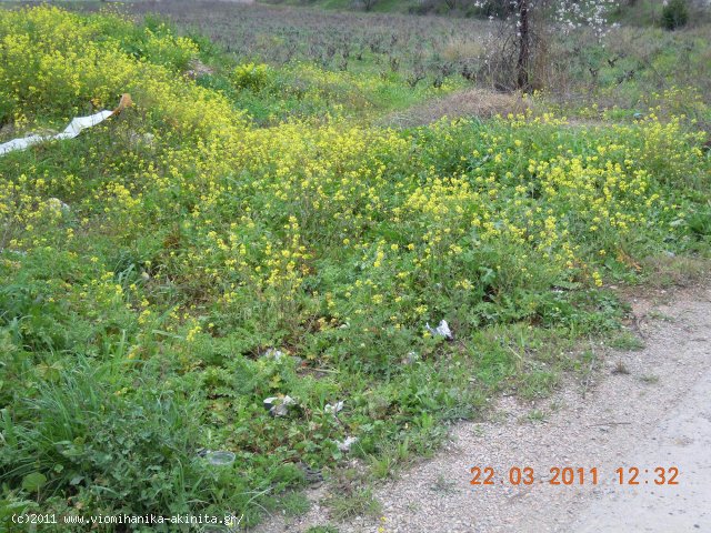 Ριτσωνα Βιομηχανικη Εκταση 7,5 Στρεμ. - Κωδ. 238 — Φωτογραφία 2