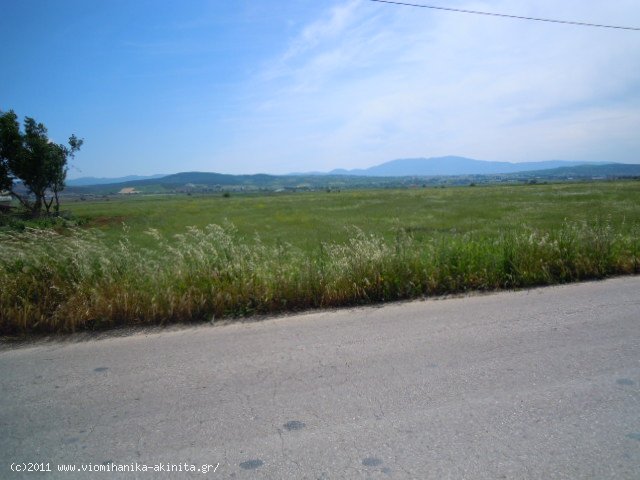 Υπατο Θηβων εκταση 434 Στρεμ. - Κωδ. 262 — Φωτογραφία 4