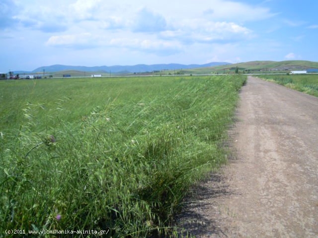 Υπατο Θηβων εκταση 434 Στρεμ. - Κωδ. 262 — Φωτογραφία 5