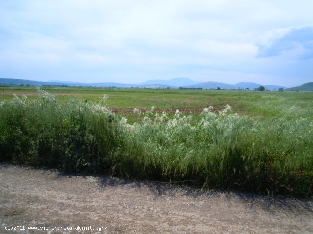 Υπατο Θηβων εκταση 434 Στρεμ. - Κωδ. 262 — Φωτογραφία 6