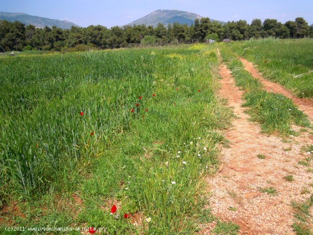 Ριτσωνα Βιομηχανικη Εκταση 9 Στρεμ. - Κωδ. 373 — Φωτογραφία 2