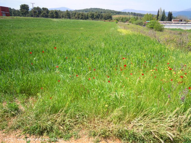 Ριτσωνα Βιομηχανικη Εκταση 9 Στρεμ. - Κωδ. 373 — Φωτογραφία 3
