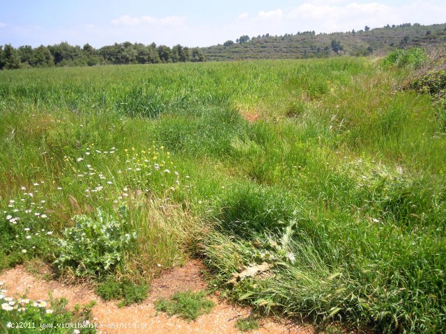 Ριτσωνα Βιομηχανικη Εκταση 15,8 Στρεμ. - Κωδ. 374 — Φωτογραφία 3