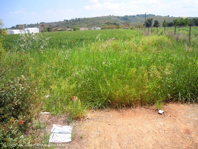 Ριτσωνα Βιομηχανικη Εκταση 12 Στρεμ. - Κωδ. 375 — Φωτογραφία 2