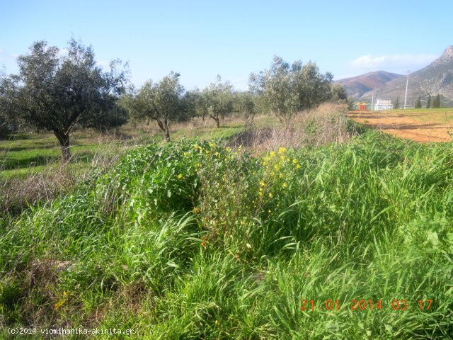 Θήβα Ελεώνας Βιομηχανική Έκταση 8,1 Στρεμ. - Κωδ. 474
