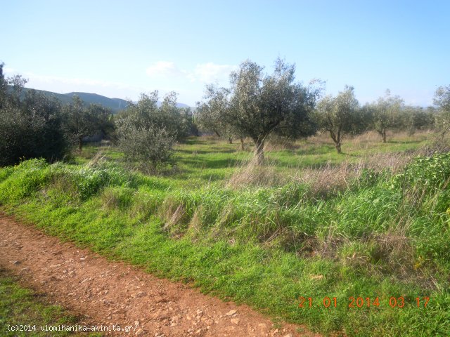 Θήβα Ελεώνας Βιομηχανική Έκταση 8,1 Στρεμ. - Κωδ. 474 — Φωτογραφία 3