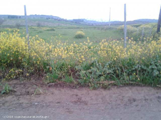 Θήβα ʼΑρμα Βιομηχανική Έκταση 5 Στρεμ. - Κωδ. 478 — Φωτογραφία 4