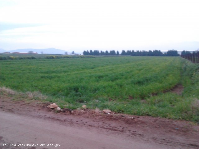 Θήβα Βιομηχανική Έκταση 8,5 Στρεμ. - Κωδ. 479 — Φωτογραφία 3