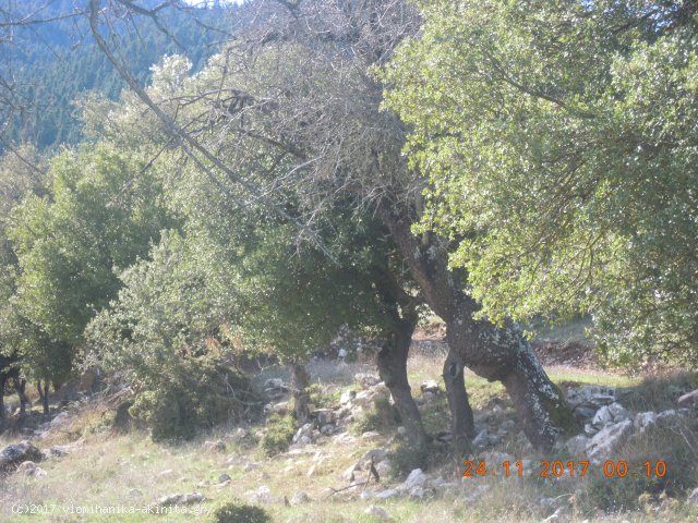 Ν. Αρκαδίας Βυτίνα Έκταση 400 Στρεμμάτων - Κωδ. 585 — Φωτογραφία 5