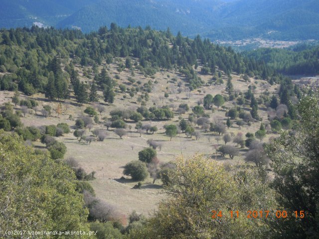 Ν. Αρκαδίας Βυτίνα Έκταση 400 Στρεμμάτων - Κωδ. 585 — Φωτογραφία 8